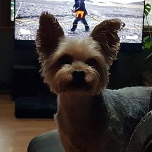 Meet your Posher, Tracey